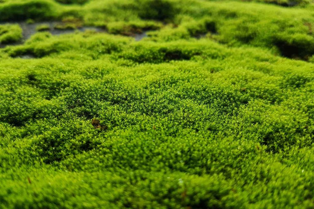 Moss