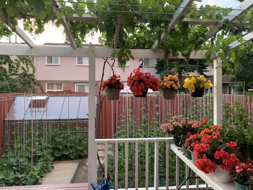 Backyard, flowers, grapes