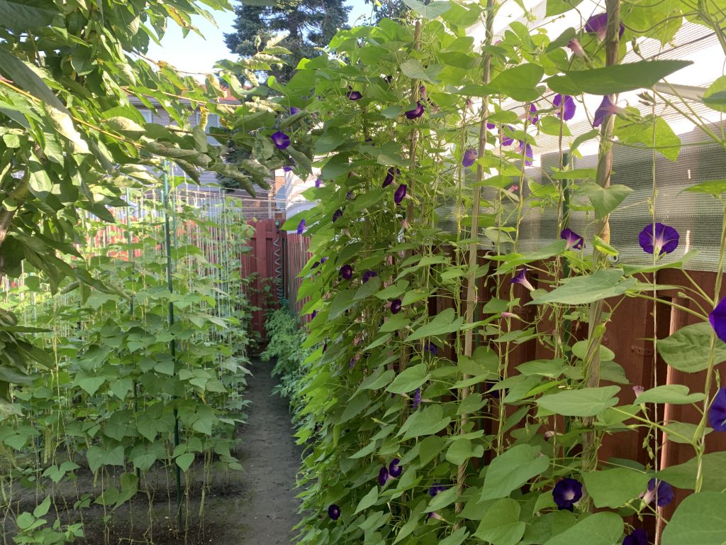 Backyard, morning glories